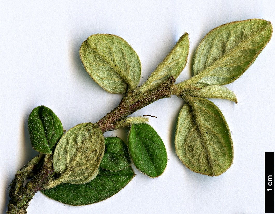 High resolution image: Family: Rosaceae - Genus: Cotoneaster - Taxon: elegans